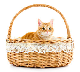 Fototapeta na wymiar Red cat in wicker basket isolated on white