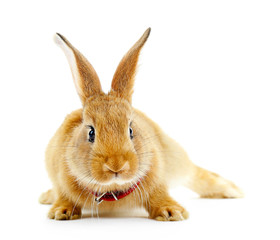 Red rabbit isolated on white