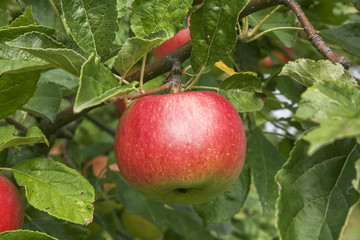 Apple tree