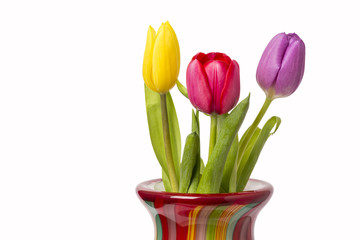 Tulips In Vase