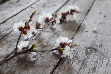Spring Blossom over wood background