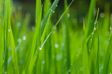 Fototapeta na wymiar Paddy field in the morning with dew drop, Selective focus
