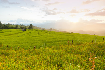 Fototapeta premium Green Terraced Rice Field in Chiangmai, Thailand. (Selective foc