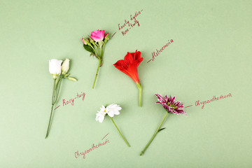 Beautiful flowers with inscriptions on paper background