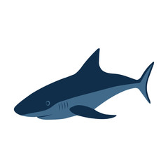 Shark, vector illustration