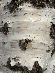 Baumholzrinde Birke