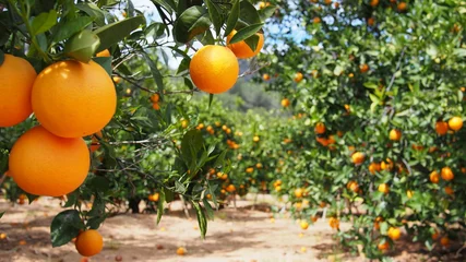 Foto op Canvas Bloeiende sinaasappeltuin in Valencia © spanish_ikebana