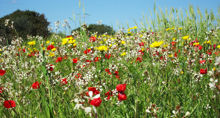 Bunte Blumenwiese im Frühling