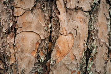 Bark texture of pine tree