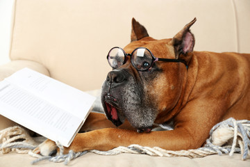Cute dog in funny glasses and book lying