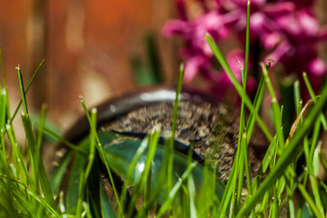 Glaskugel im Frühling