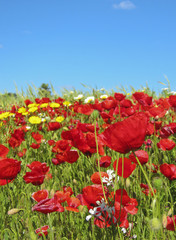 Fototapeta premium Mohnblüten
