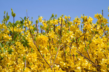 Forsythia