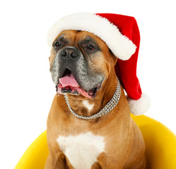 Cute dog in Christmas cap, sitting in yellow armchair isolated
