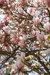 Magnolia tree blooming