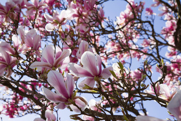 Magnolia tree blooming