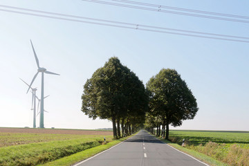 LandesstrasseLindenbaeume