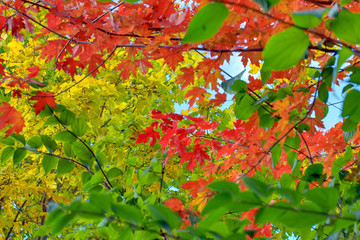 HerbstlicheStimmungBlaetter