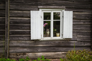 Naklejka na ściany i meble Window with a cat