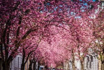 Stickers pour porte Fleur de cerisier Kirschblüte in der Bonner Altstadt