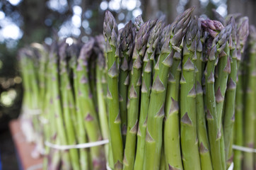 asparagus in a bunch