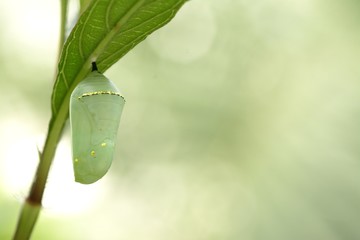 Monarch butterfly chrysalis, beautiful cocoon - obrazy, fototapety, plakaty