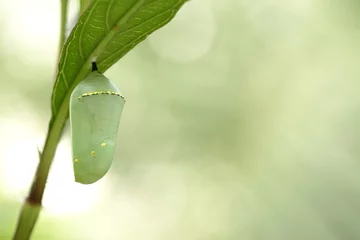 Papier Peint photo autocollant Printemps Monarch butterfly chrysalis, beautiful cocoon