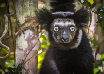 Indri, the largest lemur of Madagascar © javarman