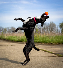 Black dog upright with orange ball in mouth