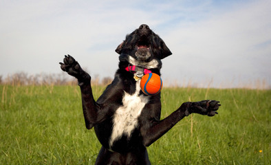 Silly black dog missing orange ball