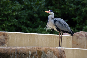 Crane Portrait