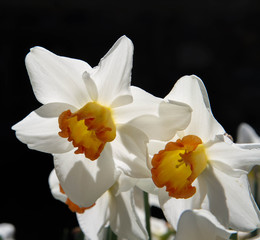 Narcissus flowers blooming