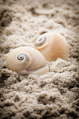 Scallop.