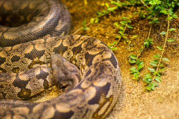 Snakes in a terrarium