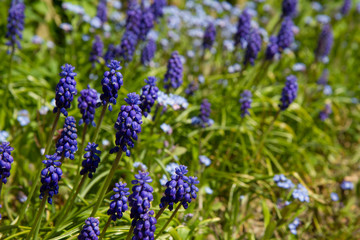 Grape hyacinth