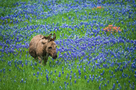 Donkey grazing on Texas bluebonnet pasture