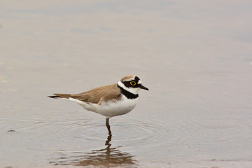 corriere piccolo (Charadrius dubius) maschio