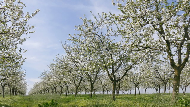 Agriculture, beautiful blosoming cherry fruit  trees in orchard