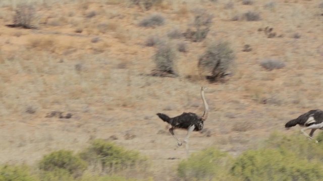 running Ostrich, Struthio camelus, in Etosha Park