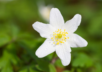 Macro of a white wood anemone