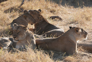 Lions, Botswana