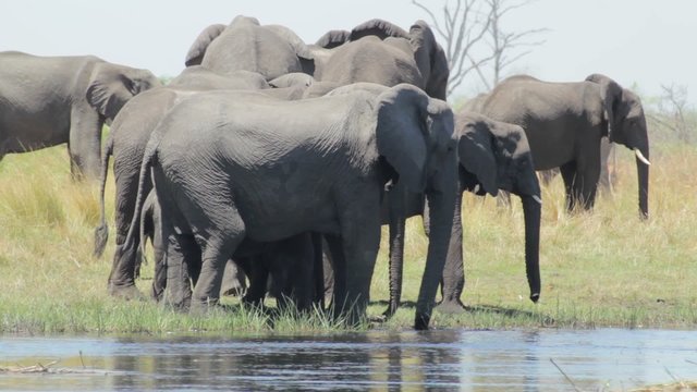 herd of African elephants on waterhole
