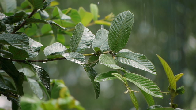 Guava Tree Leaves Rain Storm With Audio
