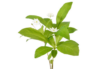 Trientalis europaea flowers