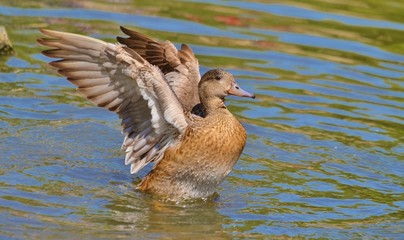 Duck wingspread on water