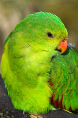 red-crowned parakeet - Cyanoramphus novaezelandiae