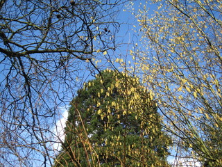 Frühling..die Bäume schlagen aus