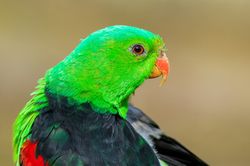 red-crowned parakeet - Cyanoramphus novaezelandiae