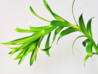 lily plant isolated