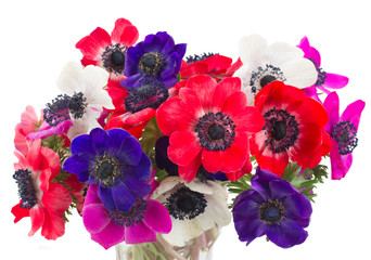 Naklejka premium anemone flowers